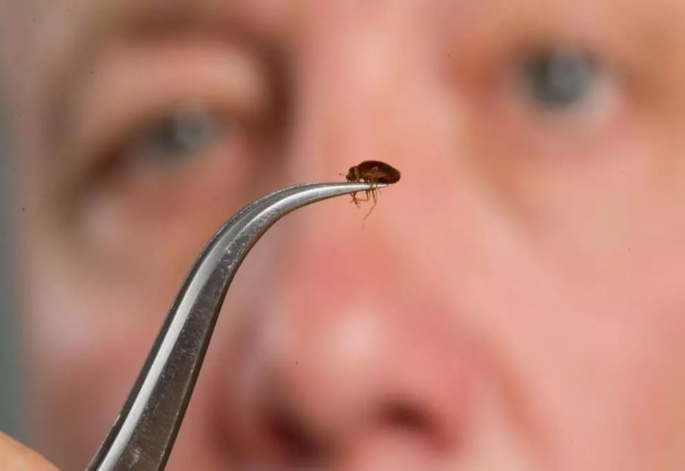 Ploșnițele au dat peste cap educația. Se închid toate școlile din Sectorul 5. Primarul Piedone anunță dezinsecția generală