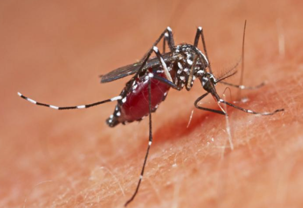 Boli foarte periculoase transmise de țânțari se răspândesc în Europa din cauza crizei climatice