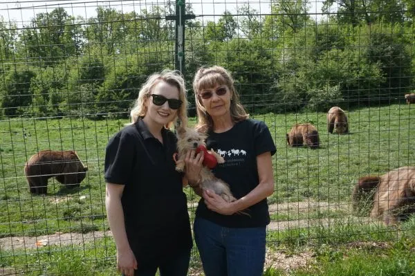 Premieră pentru România: 4 urși din Sanctuarul AMP Libearty pleacă spre o nouă viață în Franța