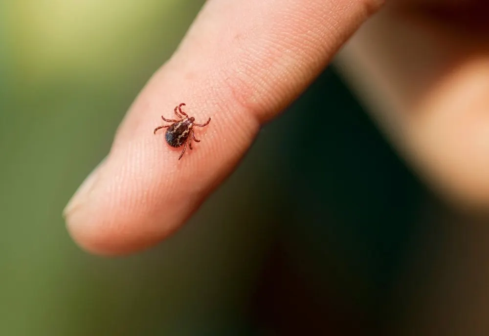 O alergie care pune viața în pericol, cauzată de mușcăturile de căpușe