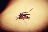 Grecia: Numărul de infectări cu virusul West Nile, în creștere