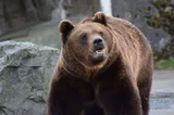 Peste 380 de alerte RO-Alert din cauza urșilor. Măsura luată de localnicii din Harghita