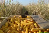 Seceta pârjolește culturile de porumb și floarea-soarelui. Fermierii se tem de un nou an dezastruos