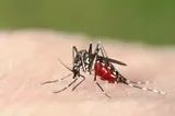Alertă sanitară în Grecia: 13 decese și 157 de cazuri de West Nile. Zonele cele mai afectate