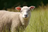 Guvernul pregăteşte noi măsuri de sprijin pentru crescătorii de ovine