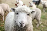Lovitură pentru fermieri! Vaccinarea oilor riscă să închidă piața europeană pentru România: pierderi uriașe