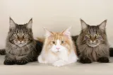 Prima cafenea cu pisici Maine Coon din România se deschide în București