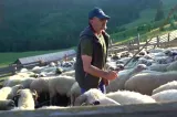 APIA începe plata a peste 2,1 milioane de lei pentru crescătorii de animale