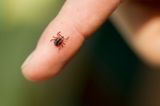 Cum te protejezi de căpușe. Metoda simplă și ieftină care ține insectele deoparte