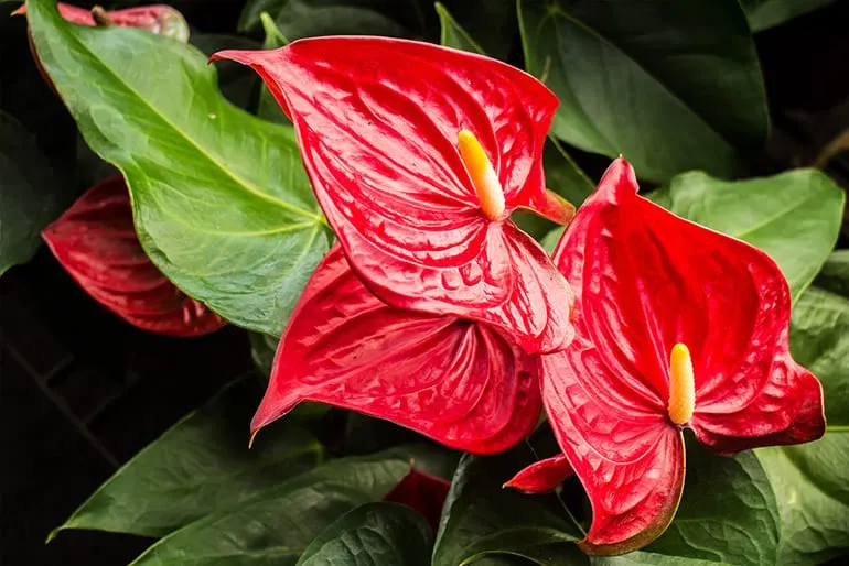 planta