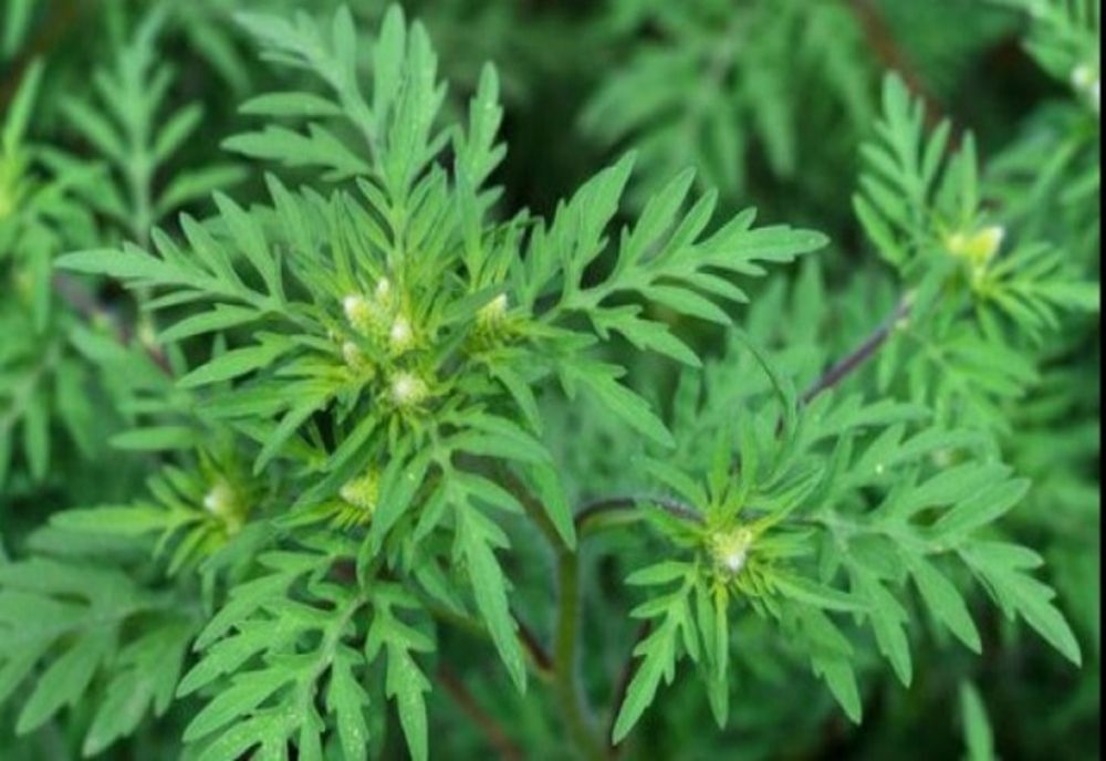 Recomandări pentru români, în plin sezon de alergie la ambrozie