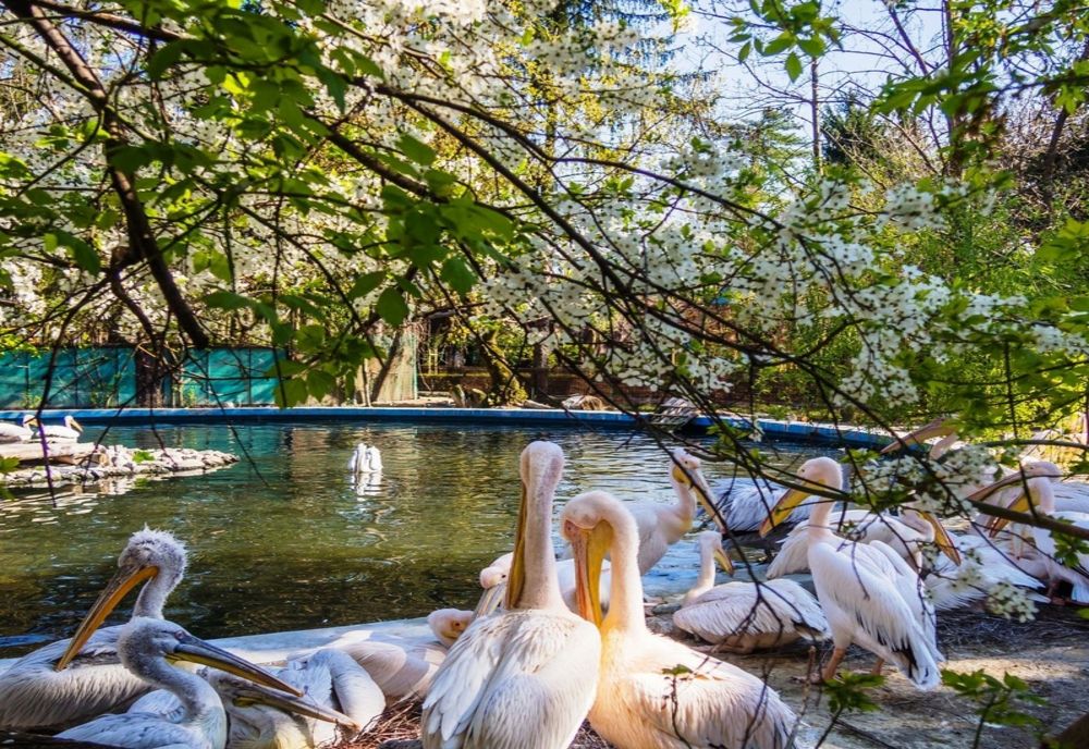 „Picnic la Zoo” de 1 Mai, în București - programul evenimentului