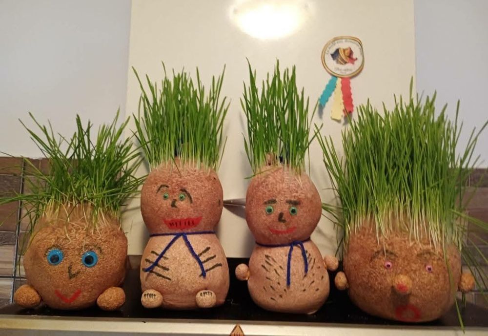 Când se pune grâușor la încolțit și care este rolul acestuia