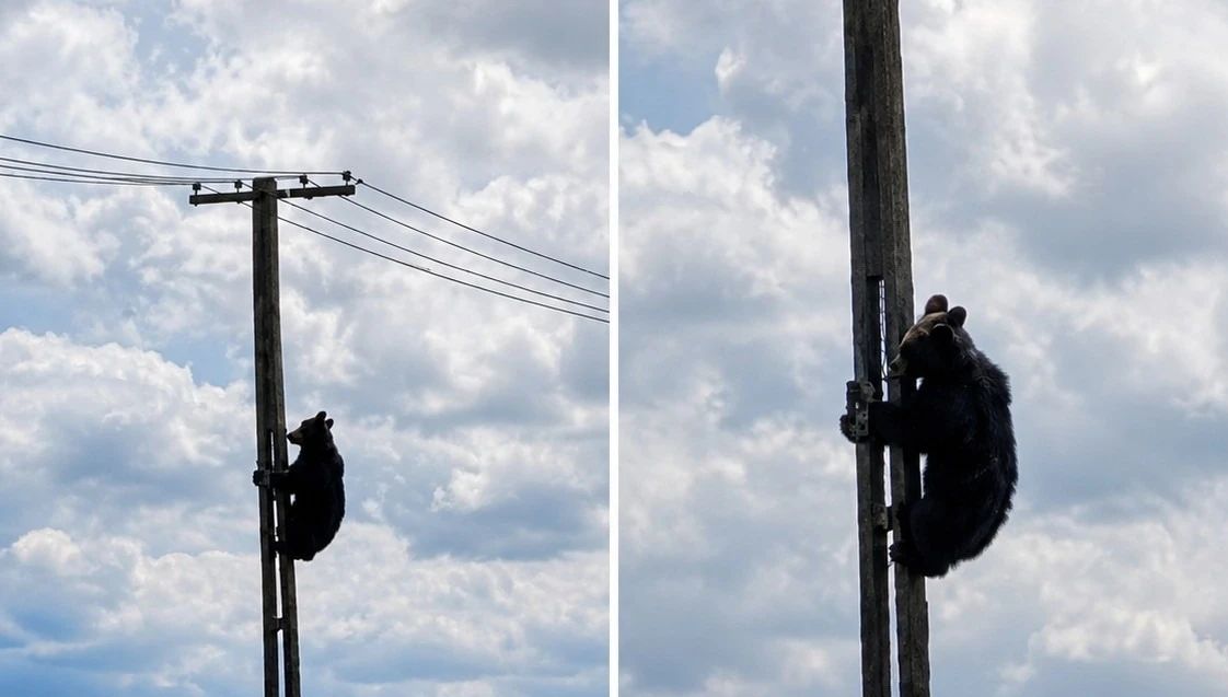 Urs filmat pe un stâlp electric. Sursa foto: BIZ Brașov