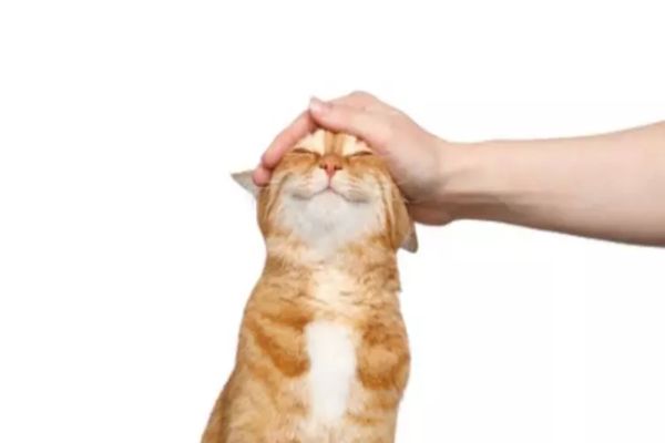 CARE SUNT BENEFICIILE PENTRU SĂNĂTATE ATUNCI CÂND AI O PISICĂ ÎN CASĂ