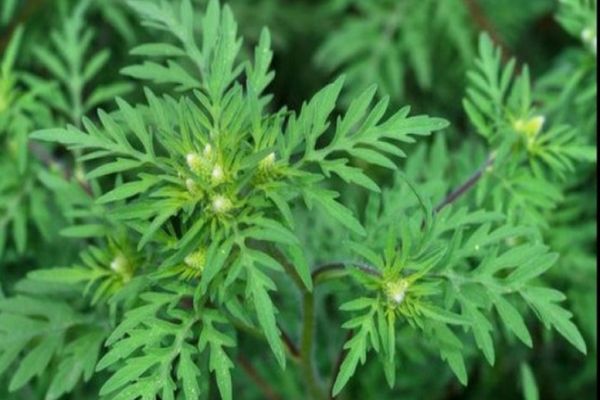 Recomandări pentru români, în plin sezon de alergie la ambrozie