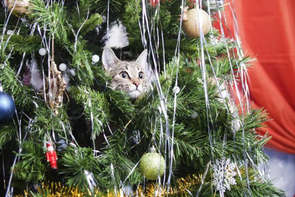 Condimentul banal care ține pisica departe de bradul de Crăciun