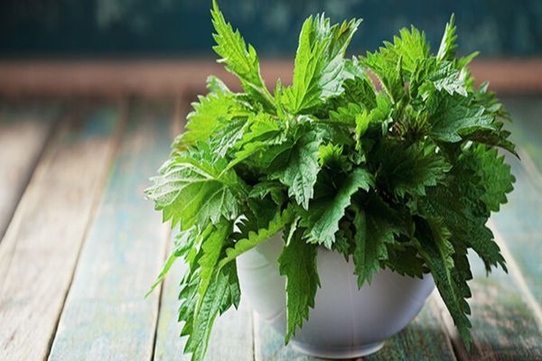 Urzicile – proprietăți și beneficii. De ce este bine să consumăm urzici