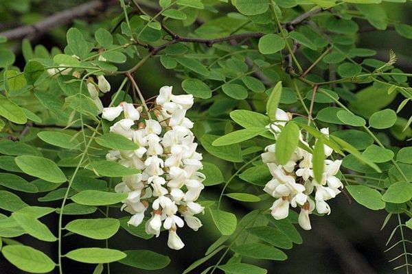 Cum vă întăreşte sănătatea floarea de salcâm