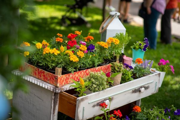 Bucharest Flowers | Grădinile din jurul lumii, în Parcul Herăstrău, în weekend
