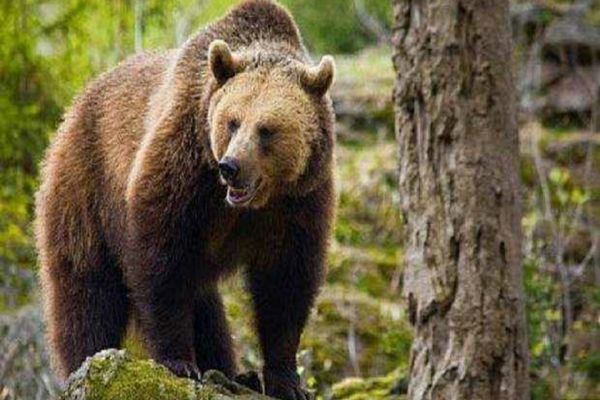 CE SĂ FACI ȘI CE SĂ NU FACI DACĂ TE ÎNTÂLNEȘTI CU URSUL