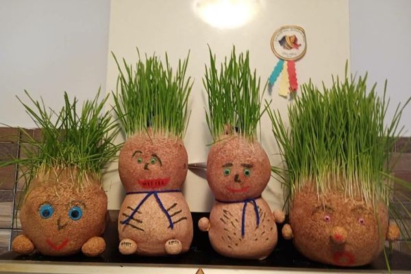 Când se pune grâușor la încolțit și care este rolul acestuia