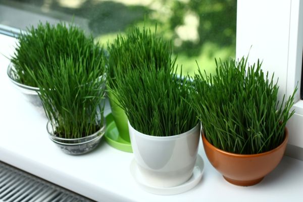 Ce să faci cu grâul pus la încolțit de Sfântul Andrei