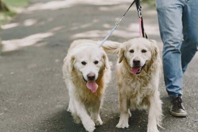 Câinii nu mai pot fi legați în lanț în Uniunea Europeană