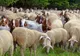 În judeţul Constanţa, autorităţile intervin pentru lichidarea unor focare de variolă ovină şi caprină