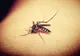 Grecia: Numărul de infectări cu virusul West Nile, în creștere