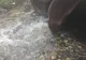 Poluare cu ape uzate în râul Jiu: Operatorul sistemului de canalizare din Târgu Jiu, amendat cu 60.000 de lei