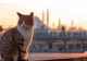 Catstanbul: În orașul unde pisicile stăpânesc străzile
