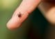 Cum te protejezi de căpușe. Metoda simplă și ieftină care ține insectele deoparte